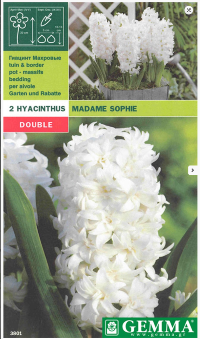 HYACINTHUS MADAME SOPHIE